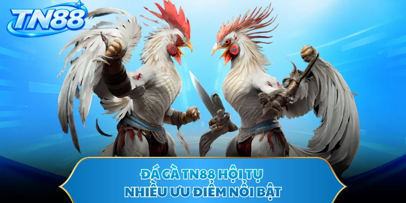 Đá gà TN88 hội tụ nhiều ưu điểm nổi bật